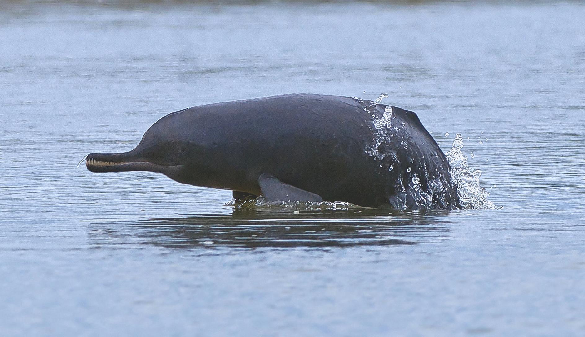 Illustration or distant view of the Indus River blind dolphin surfacing