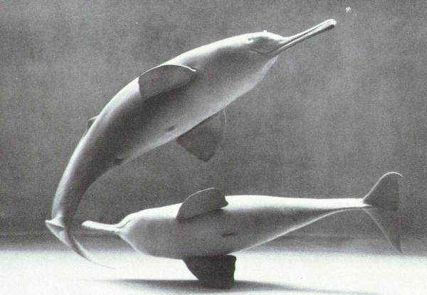 ndus River dolphin conservation awareness signage