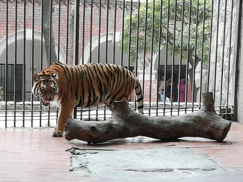 Tiger enclosure inside Lahore Zoo